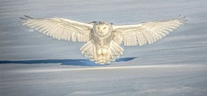 snowy landing